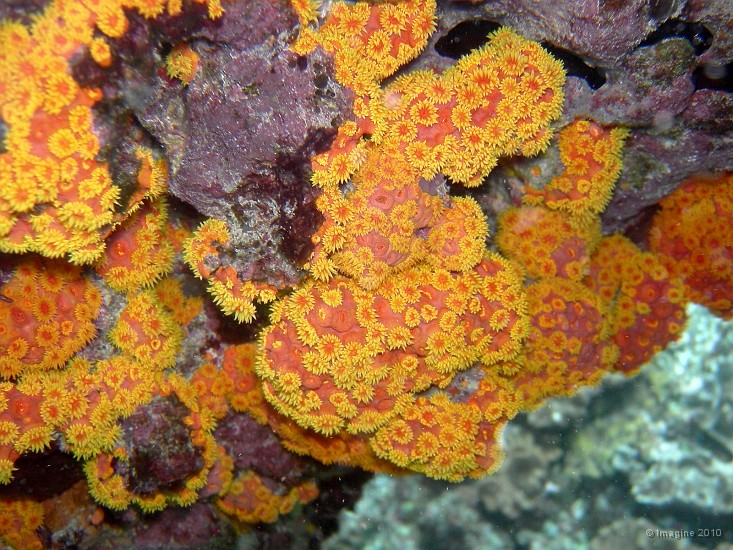 71- Madrepore jaune-orange sous un surplomb - Gadji.JPG